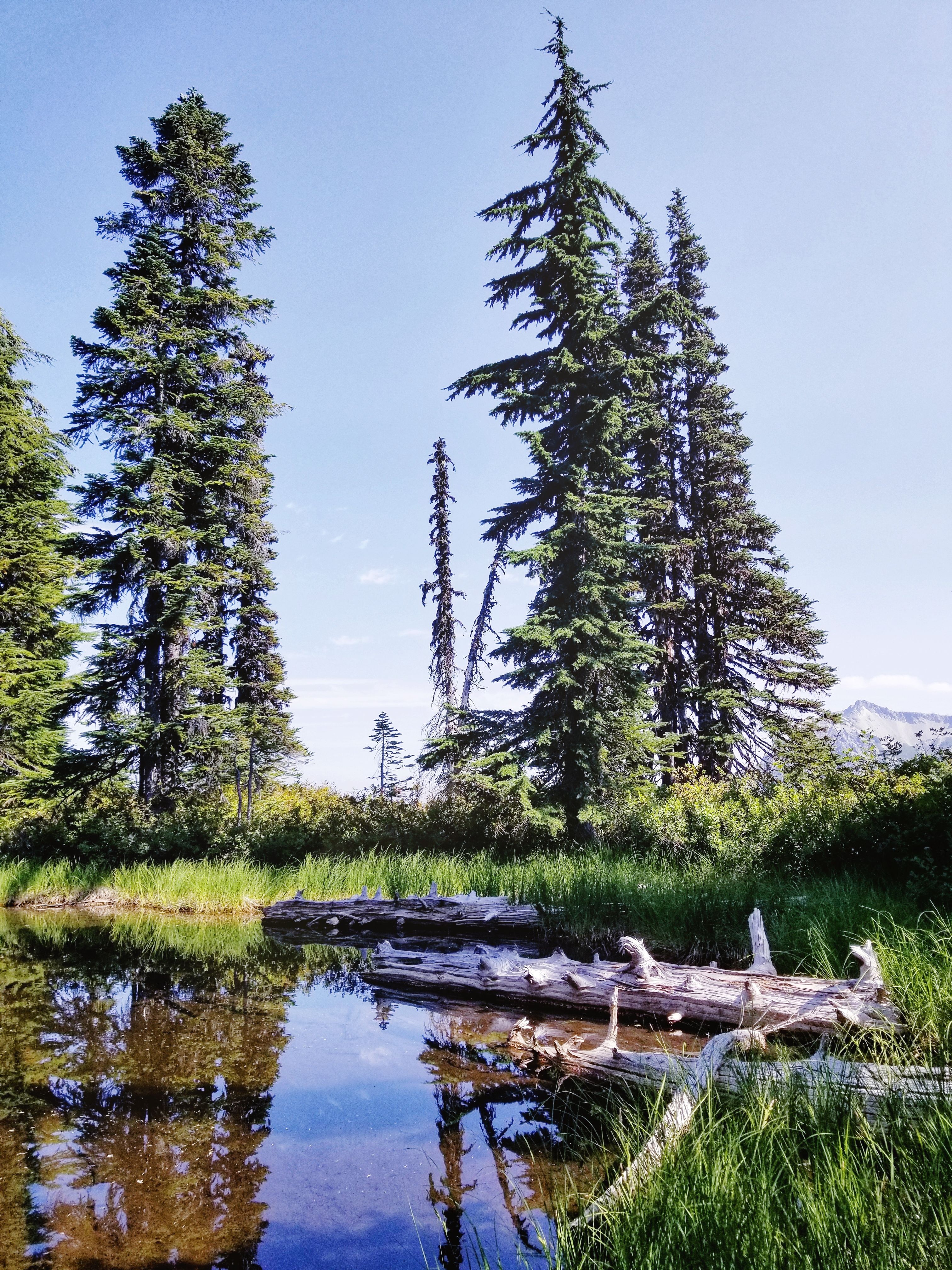 mount rainier reflection lakes trail fairy pond