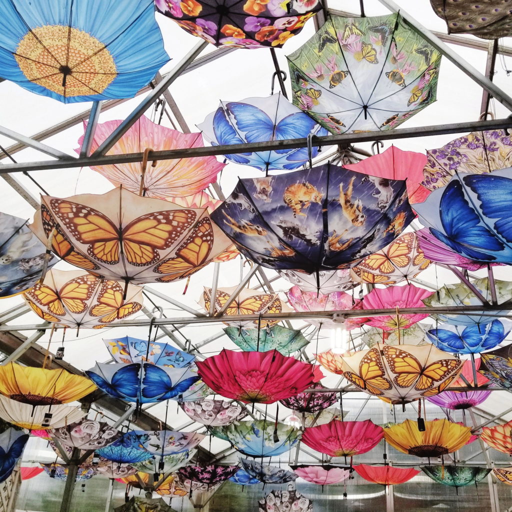 Juneau Glacier Gardens umbrellas