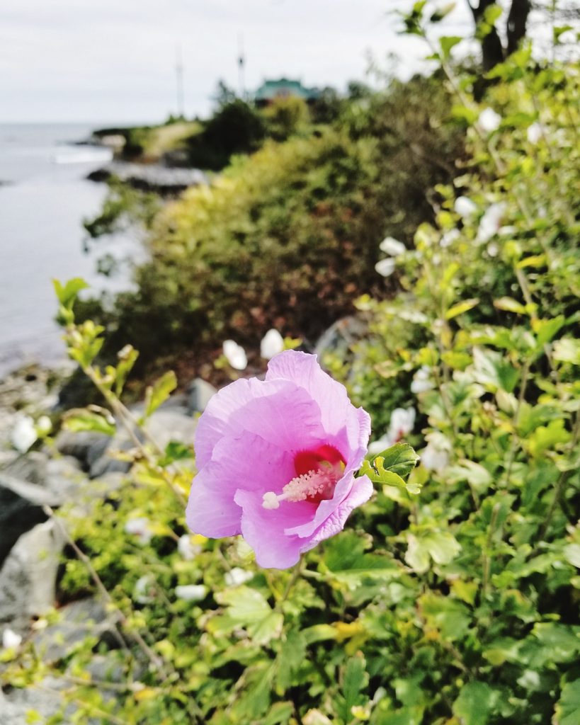 newport cliff walk flowers