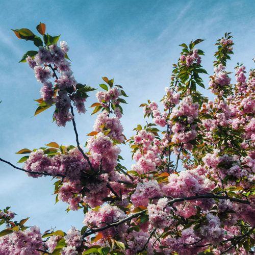 Where to Find the Cherry Blossoms in Central Park