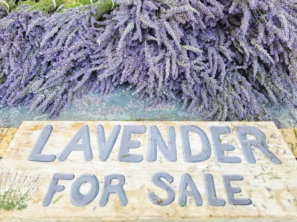 Lavender by the Bay East Marion Long Island