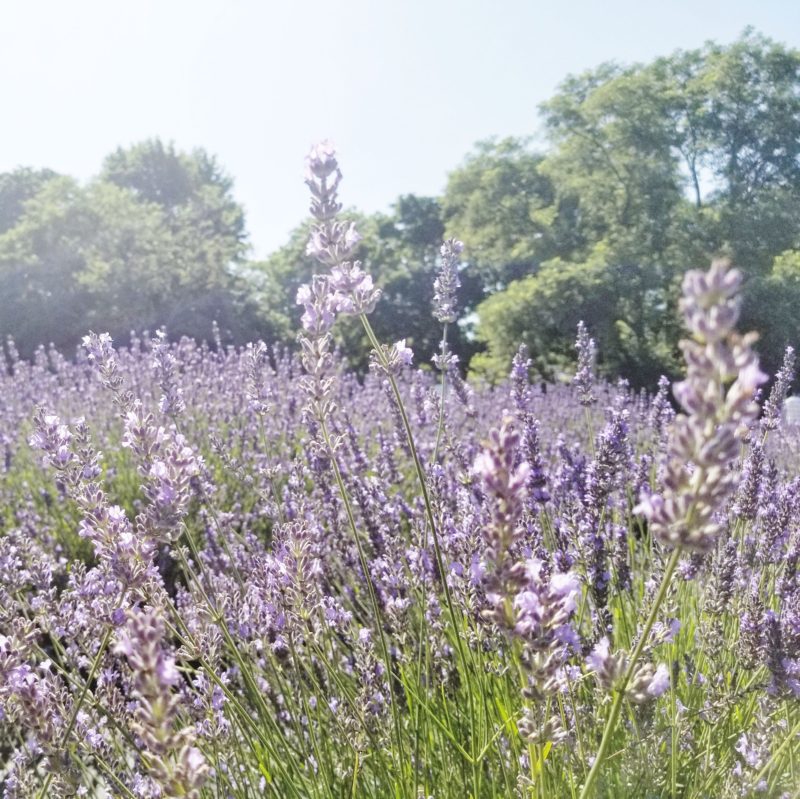 Lavender by the Bay, East Marion Long Island