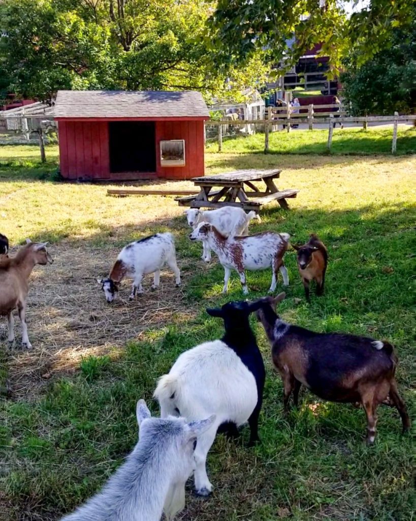 Goats at a petting zoo