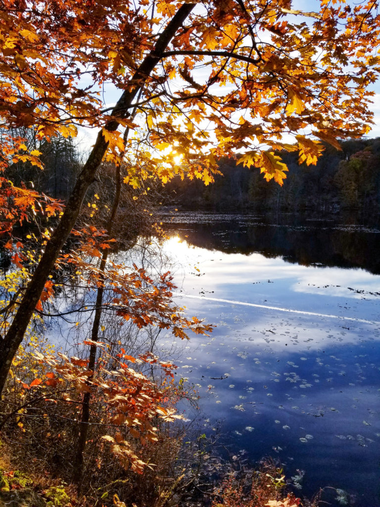 Fall foliage in shades of red, orange, and yellow