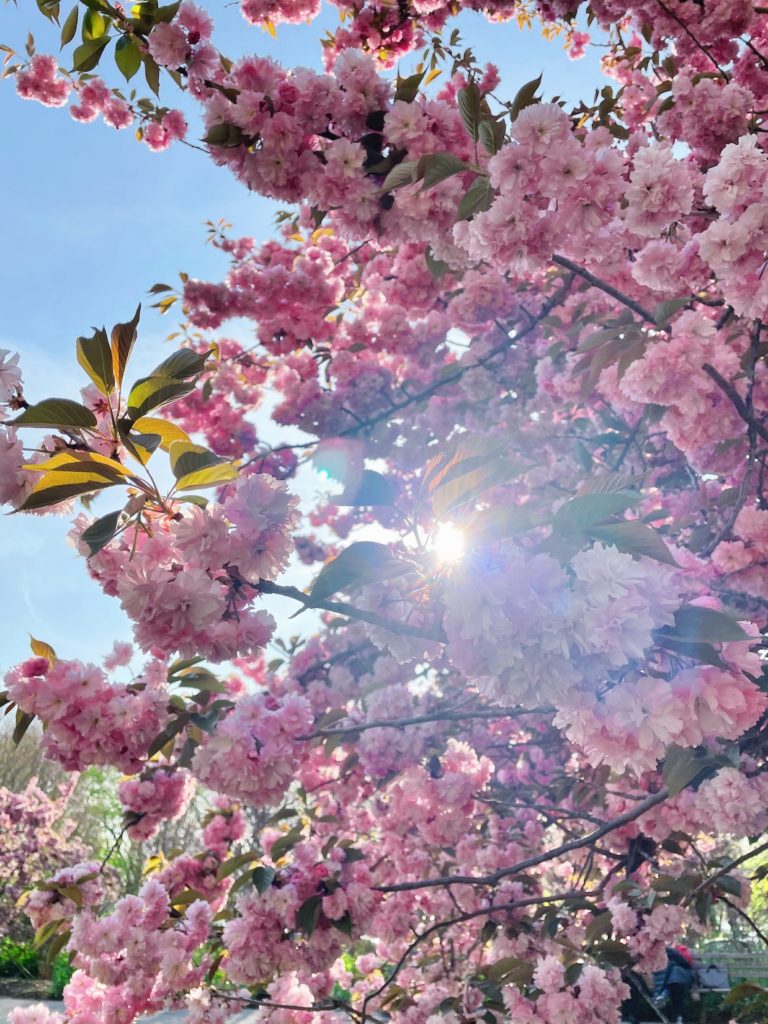 Pink cherry blossoms at Riverside Park in New York City