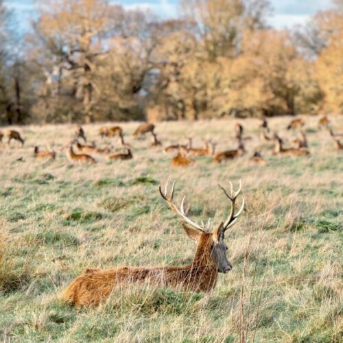 London Day Trip: How to Spend a Perfect Day in Richmond